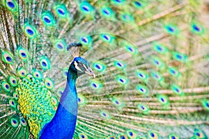 Peacock Head and Tail Display - Close Up