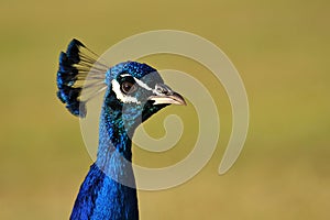 Peacock Headshot