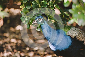 Peacock Hiding in the Brush