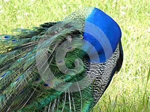 Peacock hiding his head under his plumage at Bagatelle Park, Paris, France, Europe, April 2019