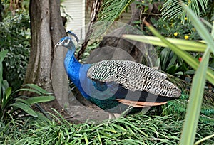 Peacock hiding between plants