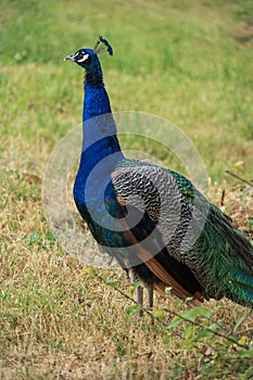 A a Peacock at the Highlands of HunsrÃÂ¼ck, Germany