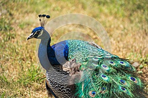 A a Peacock at the Highlands of HunsrÃÂ¼ck, Germany