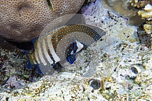 Peacock hind grouper fish ,Blue spotted grouper Cephalopholis argus in the tropical coral reef