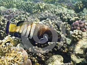 Peacock Hind standing