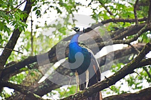 Peacock at his natural habitat