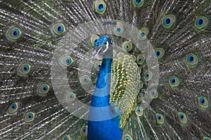 Peacock horizontal