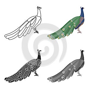 Peacock icon in cartoon style isolated on white background. Bird symbol stock vector illustration.