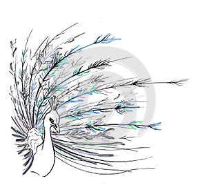 Peacock illustration, fabric and wallpaper pattern