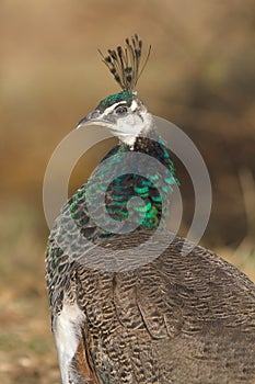 Peacock immature / Pavo cristatus