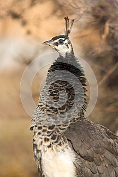 Peacock immature / Pavo cristatus