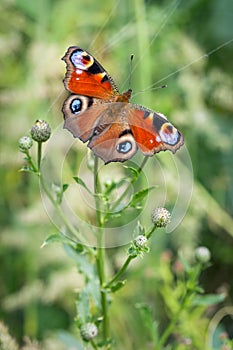 Peacock Inachis io