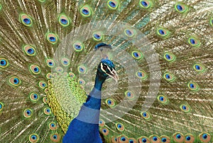 Peacock Indian peafowl