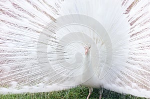 Peacock indian white