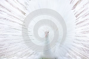 Peacock indian white, close-up