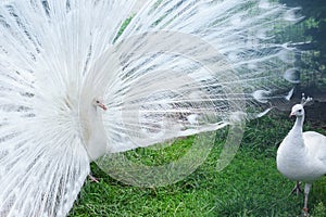 Peacock indian white with his female