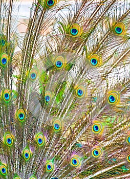 Peacock indumentum photo
