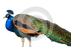 Peacock isolated on white background