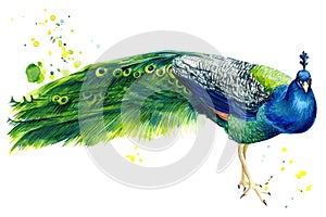 Peacock on an isolated white background, beautiful bird watercolor, hand drawing