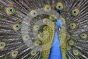 Peacock and its beautiful feathers