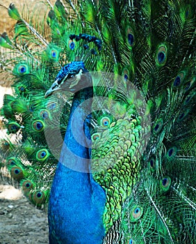 Peacock with its brilliant feathers