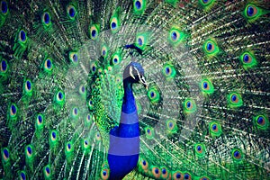 Peacock