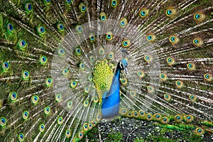 Peacock with its feathers fanned