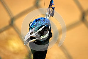 Peacock with its mouth open