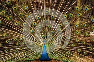 splendid peacock photo