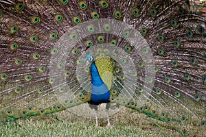 Peacock with its tail fan-shaped