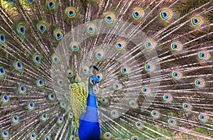 Peacock with its tail feathers fully opened