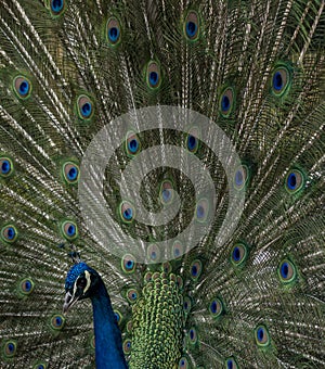 A peacock with its tail spread out showing all its splendor and color of the plumage