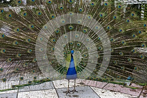 A peacock with its tail spread out showing all its splendor and color of the plumage