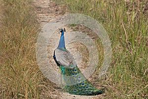 Peacock on Junge Road