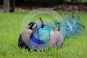 Peacock in Kew Gardens, London