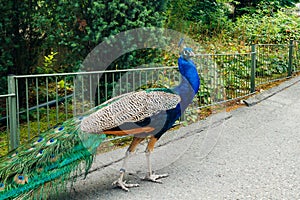 Peacock in Korkeasaari zoo in Helsinki at summer
