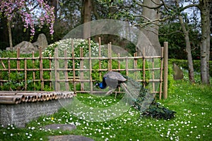 Peacock in Kyoto Garden, a Japanese garden in Holland Park, London, UK photo