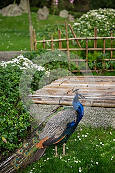 Peacock in Kyoto Garden, a Japanese garden in Holland Park, London, UK photo