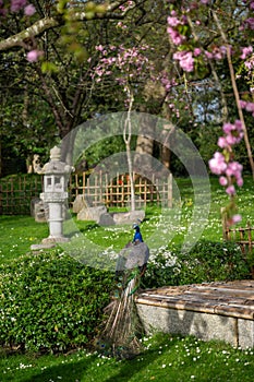 Peacock in Kyoto Garden, a Japanese garden in Holland Park, London, UK photo