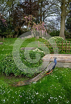 Peacock in Kyoto Garden, a Japanese garden in Holland Park, London, UK photo