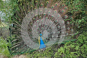 Peacock with large tail