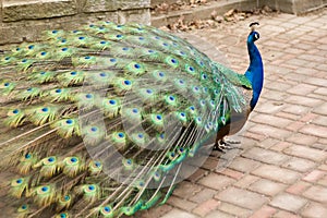 Peacock with large tail