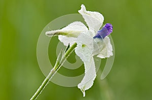 Peacock Larkspur