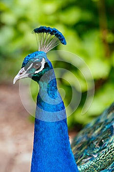 Peacock in Launceston Tasmania Australia
