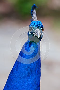 Peacock in Launceston Tasmania Australia