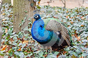 Peacock in Lazienki Park or Royal Baths Park in autumn. Warsaw. Poland