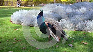 Peacock in Lazienki Park, Warsaw city, Poland