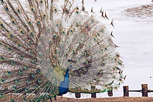 Peacock in Lazienki or Royal Baths park in Warsaw in Poland