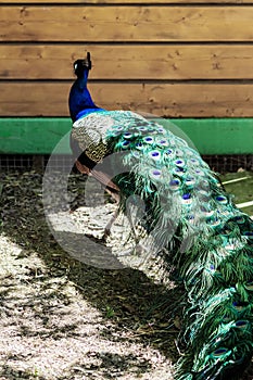 A peacock with a long blue neck and a beautiful large patterned tail walks in the yard. Royal bird. Profile view