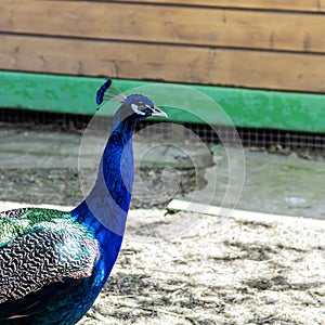 A peacock with a long neck and a blue comb walks in the yard. Royal bird. Profile view